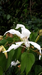 Bauhinia forficata