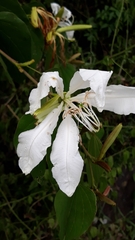 Bauhinia forficata