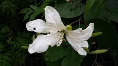 Bauhinia forficata
