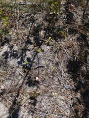 Lichtensteinia obscura