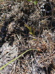 Lichtensteinia obscura