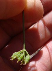 Lichtensteinia obscura
