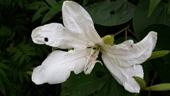 Bauhinia forficata