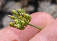 Lichtensteinia obscura