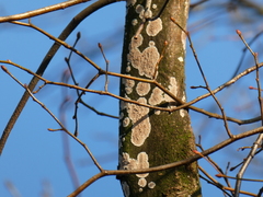 Fungi