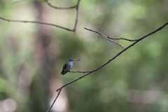 Elliotomyia chionogaster