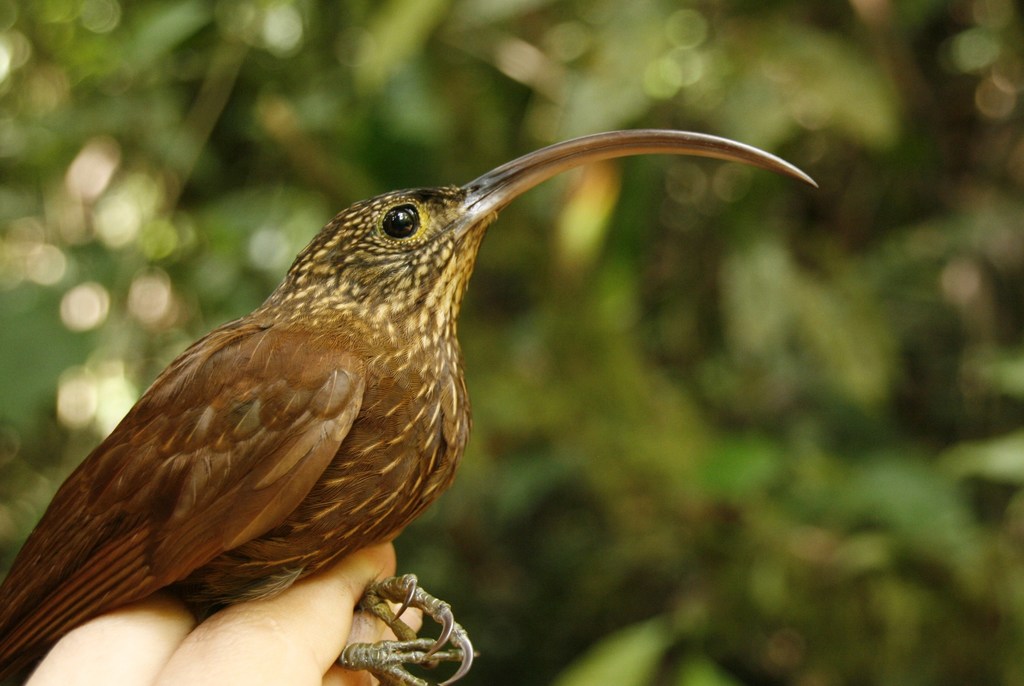 Brown-billed Scythebill