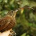 Brown-billed Scythebill - Photo (c) Oscar Johnson, some rights reserved (CC BY-NC-ND), uploaded by Oscar Johnson