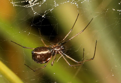 Microlinyphia sterilis