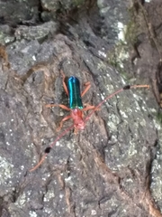 Compsocerus violaceus