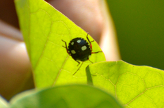 Chinavia erythrocnemis