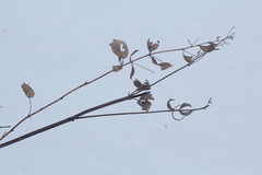 Thalictrum simplex