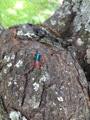 Compsocerus violaceus