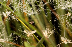 Microlinyphia sterilis