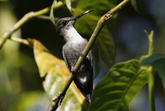 Thalurania colombica image
