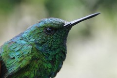 Chlorostilbon assimilis