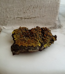 Xanthoria parietina