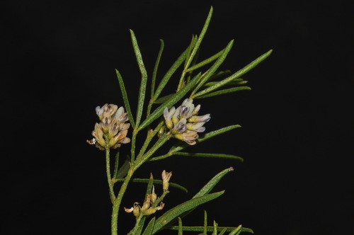 Lance-leaved scurf-pea (Ladeania lanceolata)