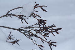 Rhododendron ledebourii