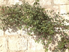 Capparis zoharyi