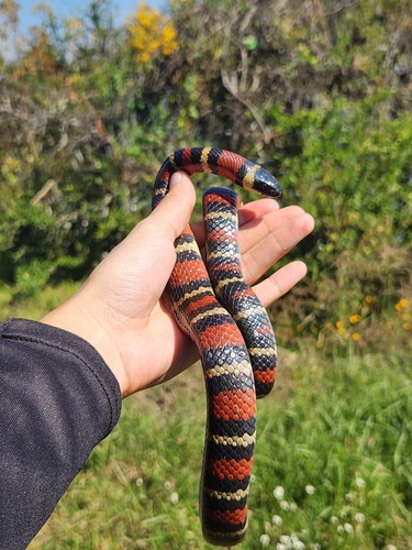 Photo of a Ruthvens Kingsnake (Lampropeltis ruthveni)