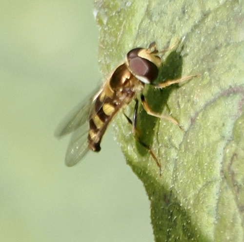 Unknown species found near Maryville, TN, USA