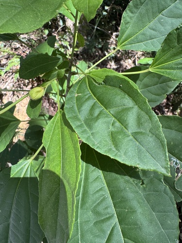 Croton tiglium observed 2025-11-06
