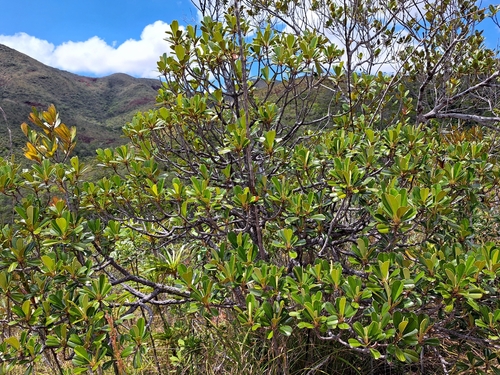 Solmsia calophylla observed 2025-10-26