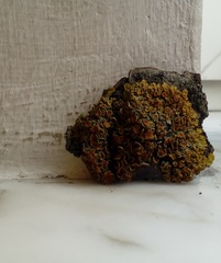 Xanthoria parietina