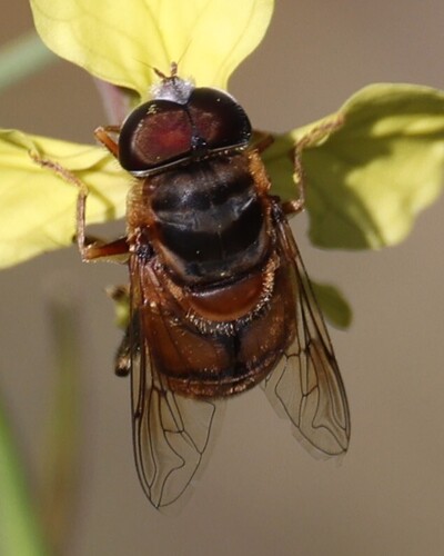 Unknown species found near Virginia Beach, VA, USA