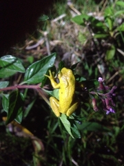 Dendropsophus carnifex