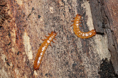 Cucujus cinnaberinus