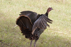 Meleagris gallopavo osceola