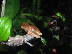 Dendropsophus carnifex