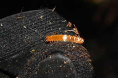 Cucujus cinnaberinus