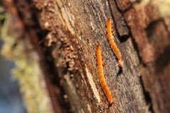 Cucujus cinnaberinus