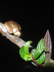 Dendropsophus carnifex