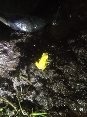 Dendropsophus carnifex