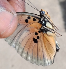 Euphaedra edwardsii edwardsii