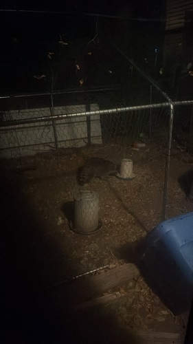 Common Raccoon photographed in New Mexico