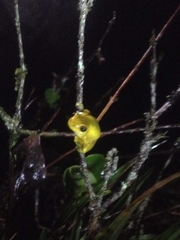 Dendropsophus carnifex