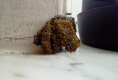 Xanthoria parietina