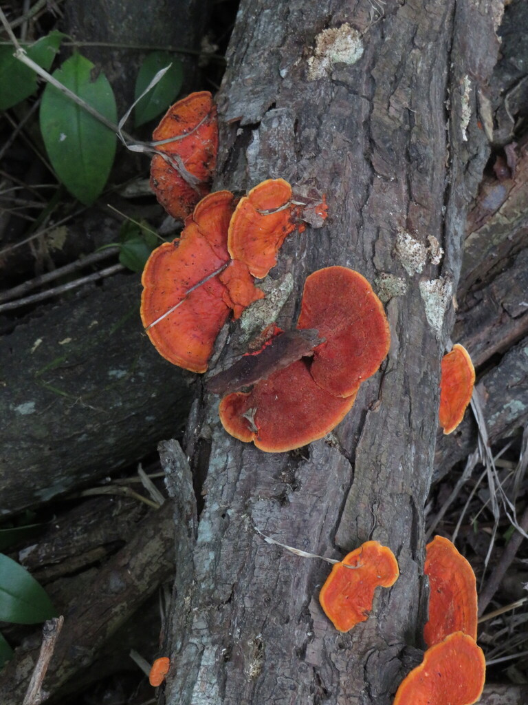 Trametes sanguinea · November 2025 · photo: © seba_fornes (iNaturalist, cc-by)
