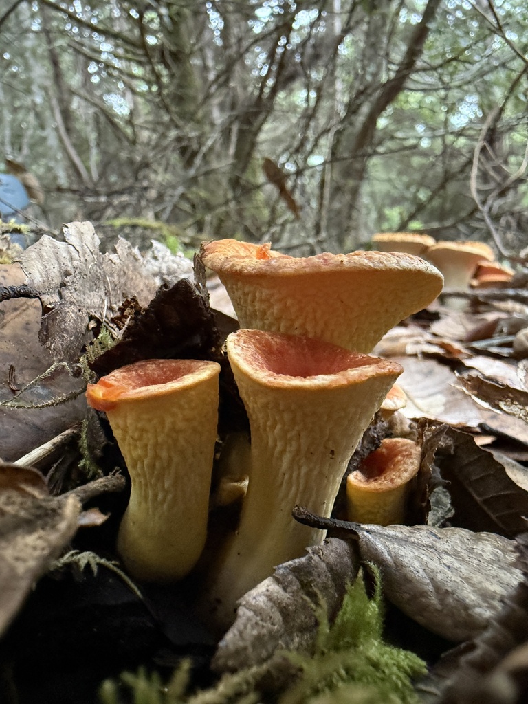 Turbinellus floccosus · November 2025 · photo: © mpkw (iNaturalist, cc-by)