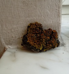 Xanthoria parietina