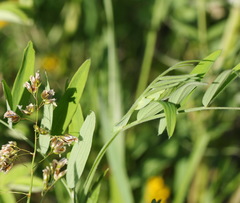 Lathyrus palustris pilosus