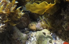 Bembicium vittatum