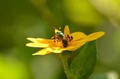 Augochlora amphitrite