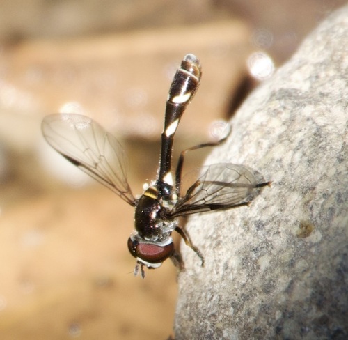 Unknown species found near Santa Cruz County, AZ, USA