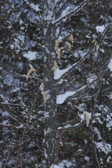 Actaea cimicifuga